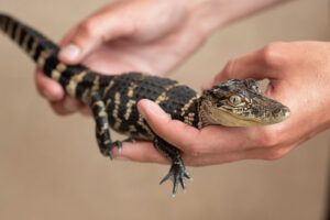 Holding Gator 3
